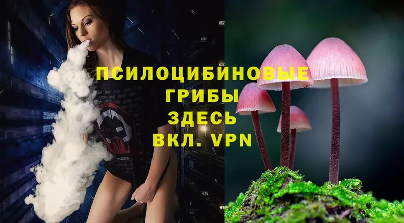 Псилоцибиновые грибы Cubensis  Верхний Тагил 